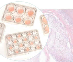 Cell Culture Inserts in Multi-Well Plates